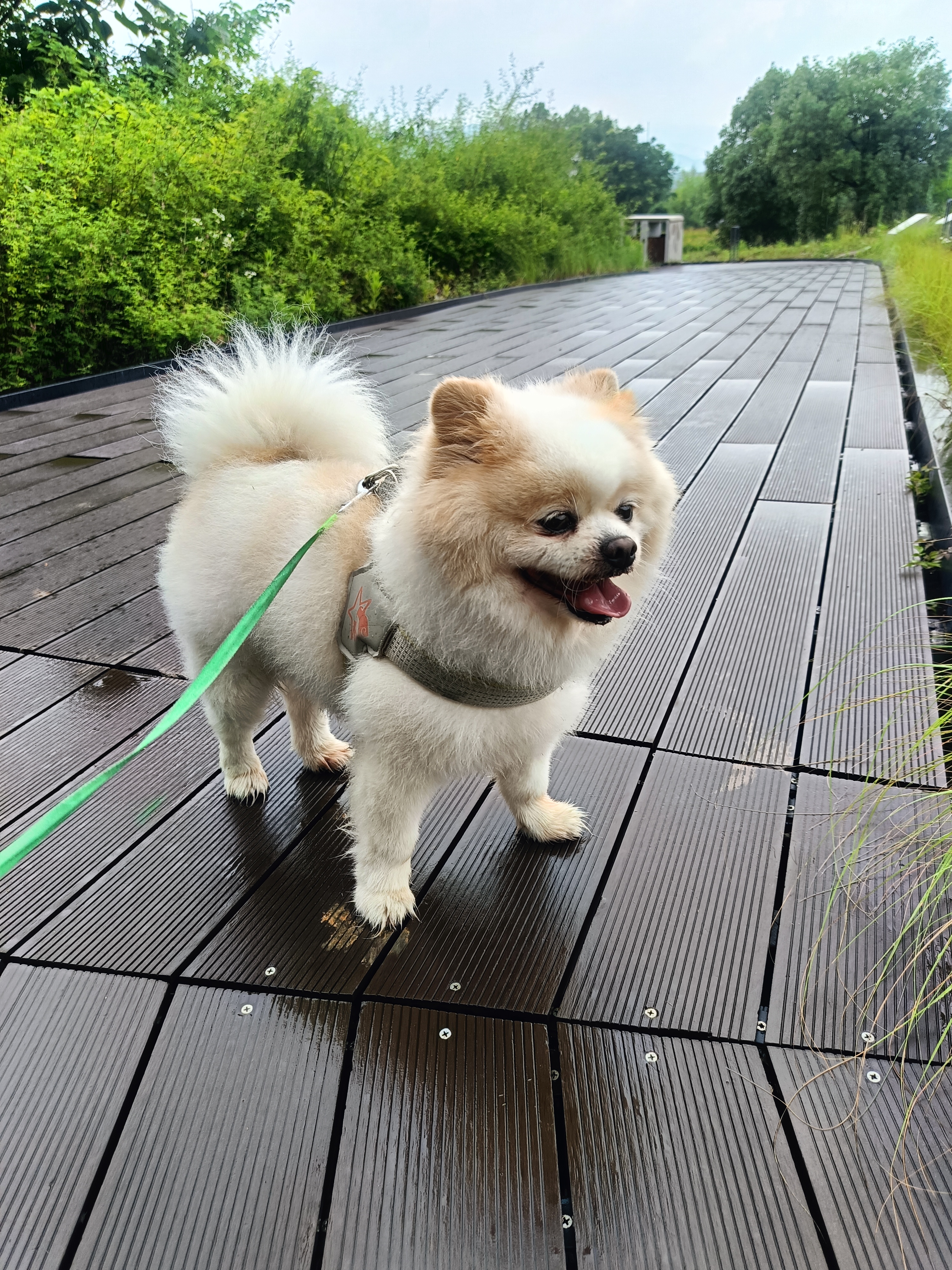 凡可奇小安心狗粮小型犬柯基泰迪柴犬比熊成犬通用全价狗狗粮2.5kg 实拍图
