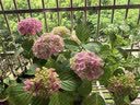朴西奶酪踩屎感洞洞鞋女厚底凉鞋沙滩包头拖鞋外穿情侣 香芋紫 39-40 实拍图