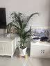 植男植女富贵椰子客厅绿植散尾葵大型绿植凤尾竹室内盆栽夏威夷竹源头直发 实拍图