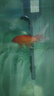 佳宝（JEBO）鱼缸三合一水泵过滤泵带增氧水族箱鱼缸内置抽水潜水泵吸便过滤泵 佳宝AP119B全套20W 实拍图