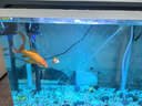 森森鱼缸增氧泵水族箱氧气泵LQE-200家用小型充氧泵4W双孔+全套配件 实拍图