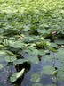 八芽文竹盆栽植物室内客厅中式禅意盆景好养绿植办公室摆件创意花卉 禅意盆文竹-含密胺托盘 带盆栽好 实拍图