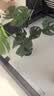 植男植女客厅龟背竹大型真绿植盆栽净化空气好寓意四季常青办公室源头直发 实拍图