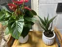 爱优尚红掌盆栽花卉植物室内防辐射净化空气开花桌面小植物源头直发 实拍图
