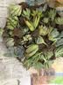 行湘多肉植物盆栽绿植  多肉30颗不重复+陶土塑料盆+椰砖土 源头直发 实拍图