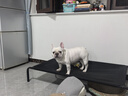 藻趣儿 狗粮 通用全价犬粮小中大型犬泰迪柯基金毛拉布拉多 【均衡营养】成犬粮 15kg 实拍图