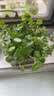 铜钱草水培植物大叶水栽鱼缸水养绿植金钱草小水草客厅室内外花卉 铜钱草盆栽（3盆） 实拍图