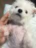 petlimit小狗狗牵引绳背心式遛狗绳狗链子小型幼犬泰迪宠物胸背带 黄色XXS 实拍图