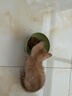 喔喔（WOWO）猫粮成猫 冻干生骨肉全价猫干粮150g 40%粗蛋白 IGY黄金蛋白 实拍图
