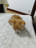 欢宠网猫奶瓶猫咪宠物幼猫幼犬喂奶神器奶嘴喂水喂药器猫咪狗狗小猫小狗 实拍图