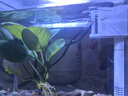 森森（SUNSUN）超白鱼缸一体缸自循环客厅水族箱桌面家用懒人免换水小型金鱼缸 超白HEJ250标配+水溶景 实拍图