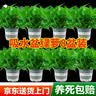 京东绿植绿萝盆栽除甲醛花卉绿植办公室180款加仑自吸水盆8盆装源头直发 实拍图
