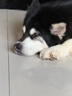 皇家狗粮 成犬狗粮 犬粮 宠物大型犬 GR26全价犬粮≥15月15KG 实拍图