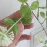 爱已装糖仿真绿植假花摆花花瓶插花diy花束塑料花客厅摆件装饰花叮叮果1束 实拍图