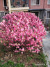 荣耀畅玩70 Plus 新款 大屏AI 7000mAh超大电池 骁龙6系芯片 AI一键直达 8+256幻夜黑 5G手机 实拍图