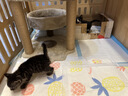 喵仙儿猫爬架大型一体猫窝多层跳台剑麻猫抓柱耐磨猫抓板不掉屑猫玩具 实拍图