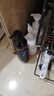 逸诺（enoug）PH7狗狗沐浴露比熊萨摩耶去污去黄浴液白毛犬用香波（蓝7）460ml 实拍图