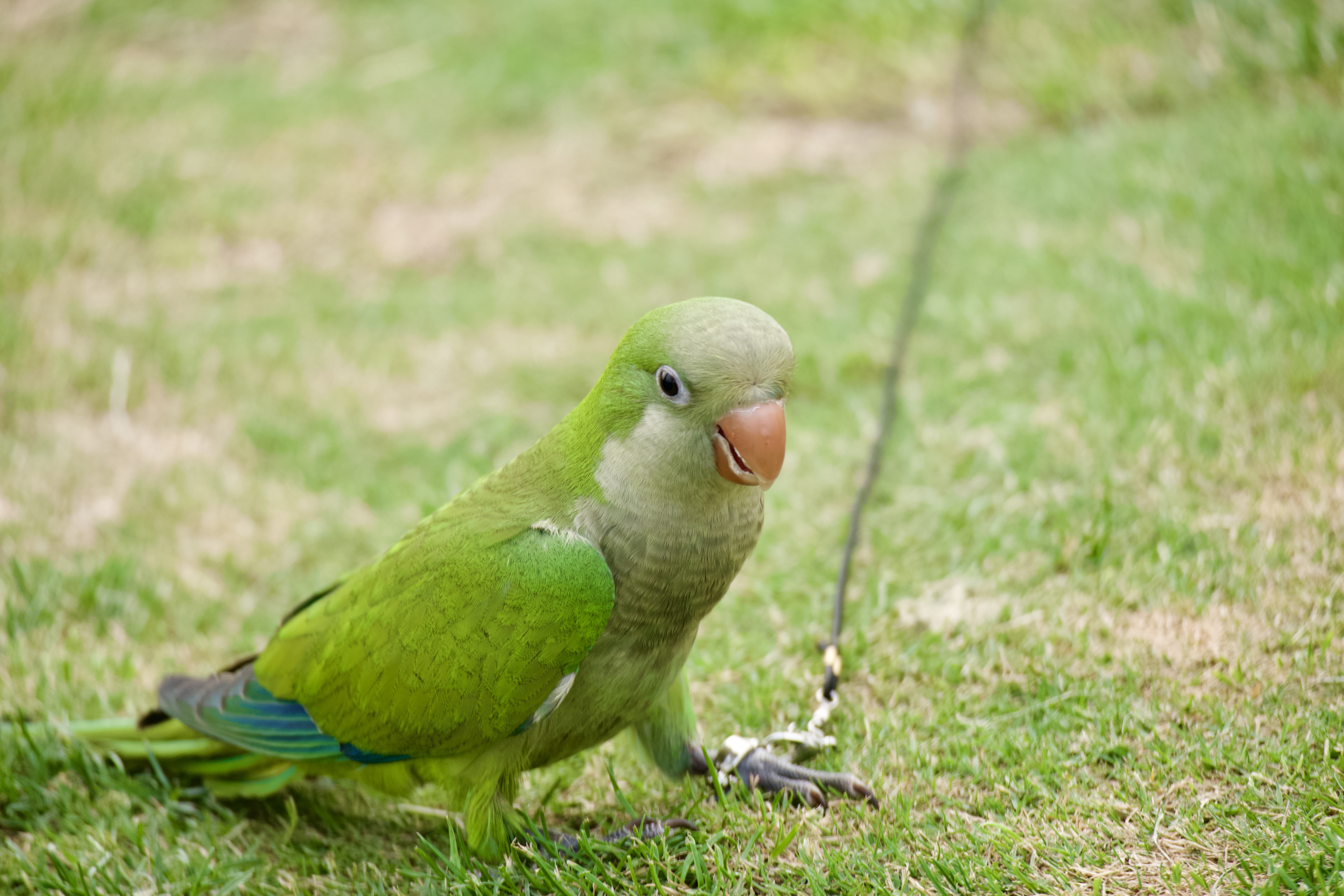JJC 相机遮光罩 适用于尼康Z 50-250mm/50mm f1.8s镜头 替代HB-90A/HB-90 Z50II二代 Zfc Z30 Z72配件 遮光罩 实拍图