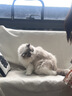 京东京造猫粮鸡肉味全价成猫粮10kg三文鱼肉营养美毛长肉质检流浪救助 实拍图