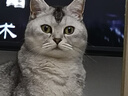 网易严选全价猫粮 宠物主粮成幼猫全价粮高蛋白猫咪食品 原野禽肉味500g 实拍图