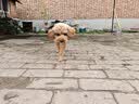疯狂小狗狗粮金毛泰迪中大小型犬幼犬成犬鸡肉蓝莓味20kg通用粮40斤囤货装 实拍图