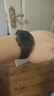 卡西欧（CASIO）手表男G-SHOCK经典小方块学生运动电子表七夕送男友GW-B5600BC-1B 实拍图