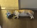 皇家狗粮 柯基成犬狗粮 犬粮 宠物中型犬全价粮CGA25 7KG【骨骼呵护】 实拍图