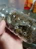 暮秋小主宠物玉米蛇活物爬宠幼体异宠翠青开食王蛇活体苗子幼崽真蛇无毒 金边苗 实拍图