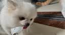 皇家搭档猫罐头猫零食鸡肉丝鱼油蔓越莓金枪鱼丝三种口味混合85g*6罐 实拍图