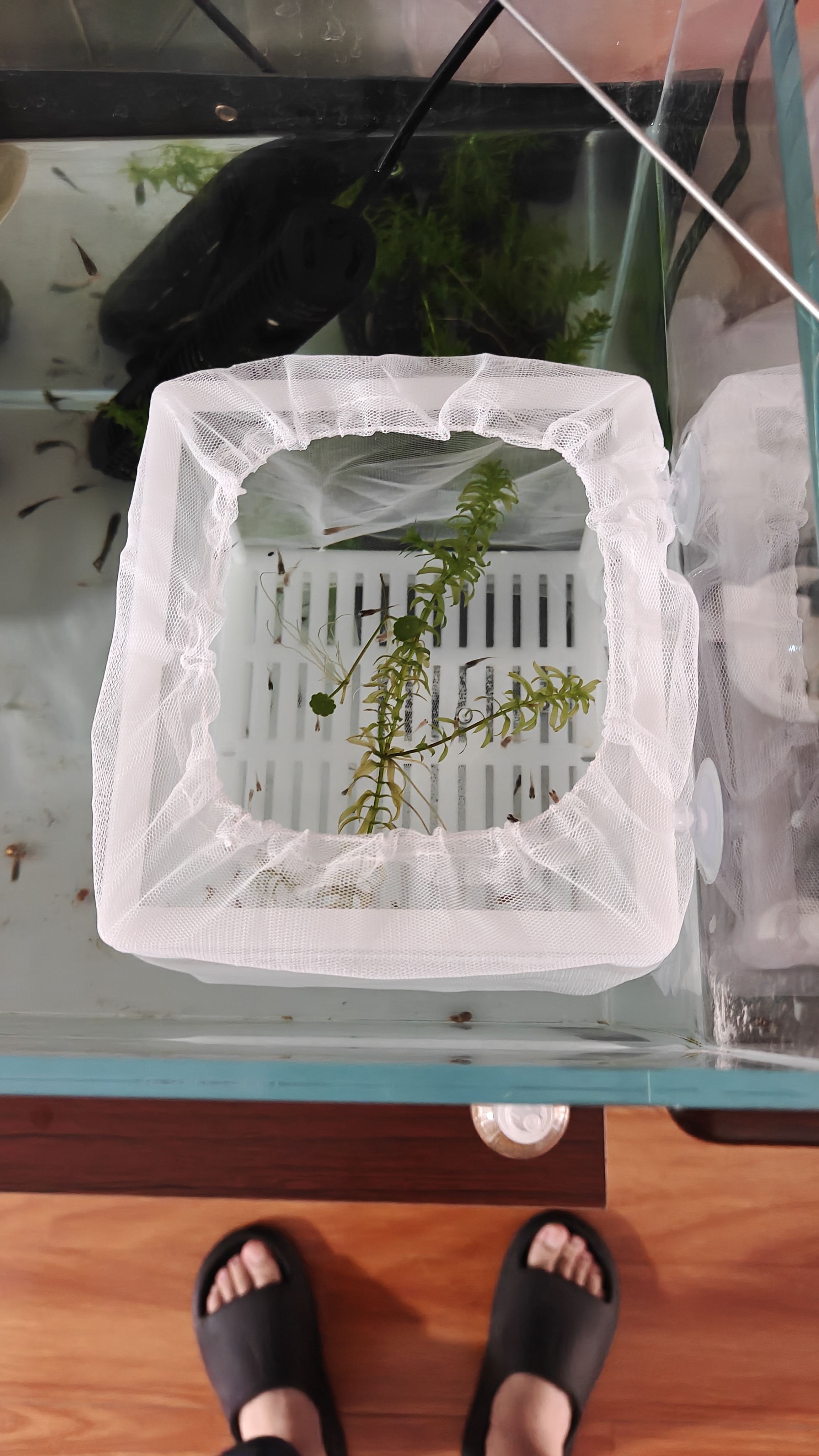 鱼缸水族箱专用孵化器小鱼隔离盒网热带鱼繁殖箱产盒孵鱼槽 小号隔离网盒(带隔板 粗孔1mm) 实拍图