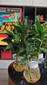 花翁富贵竹水培绿植招财转运室内客厅水养花卉盆栽植物文昌竹源头直发 实拍图