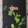 思威博营养土种菜土花土通用型有机种花养花土壤种植土泥土绿植盆栽泥炭 100斤（2包50斤分开发货） 实拍图