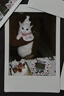 INSTAX富士instax立拍立得 宽幅相纸 白边双包装20张（适用于WIDE系列相机） 实拍图