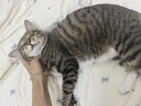 生生不息宠物零食猫犬通用 冻干猪心80g 实拍图