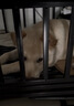 憨憨宠 狗笼 狗笼子中大型犬小型犬带厕所加粗加固金毛拉布拉多方管笼子 升级六面全方管110*75*90cm 90斤内适用 实拍图