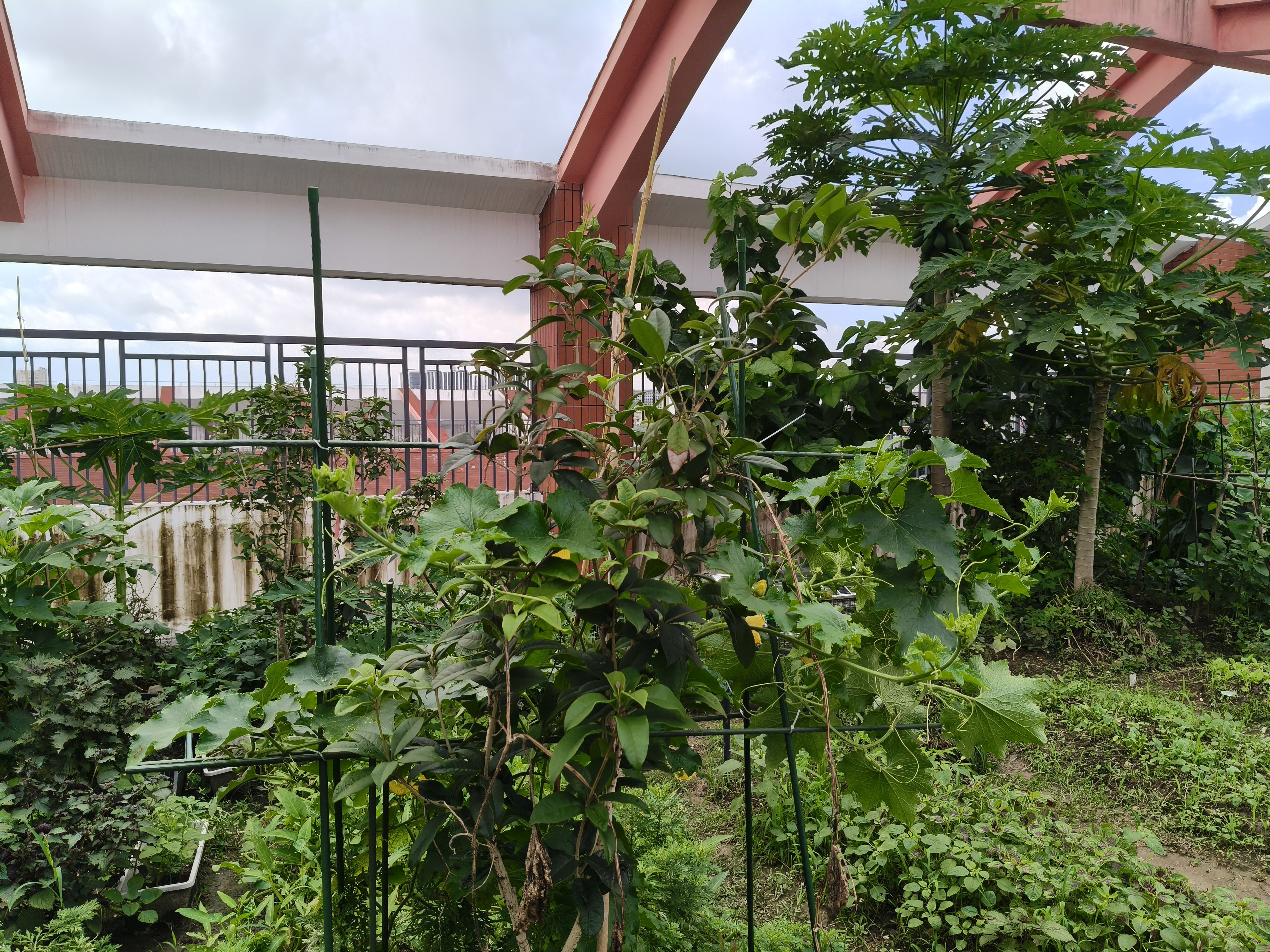 墨一【送货上门】爬藤架葡萄黄瓜豆角架种菜花支架庭院园艺花卉支撑杆 粗11mm长180cm10支 特大 实拍图