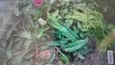 梦希蓝冻干粉睡眠免洗面膜女补水夜间保湿嫩白涂抹式面膜熬夜冻膜 3盒装（60包） 实拍图