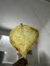 古九珍花胶鱼胶赤嘴鳘鱼胶深海干货陈年斗湖鳘孕产年货礼盒 100克5-6头 100g*1袋 实拍图