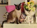 KINGJERRY金吉瑞猫粮暹罗猫专用配方猫粮成猫幼猫通用猫粮 5kg 实拍图