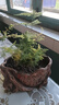 文竹盆栽绿植花卉盆景植物室内客厅水培文松云竹文竹大苗四季常青 小文竹【3棵性价比高】原土球发货 高度15-25cm 实拍图