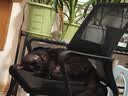 憨憨宠猫笼折叠猫笼子大号猫别墅加粗加密双层猫舍猫窝宠物猫咪用品家用 黑色 850双层 实拍图