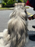 冠能狗粮成犬大中型犬狗粮12kg 全价狗粮 稳固免疫 实拍图