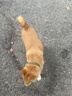 彪马（PUMA）官方女子经典复古胶底厚底增高休闲板鞋松糕鞋PLATFORM 373037 白-黑色-树胶色-07 37 实拍图