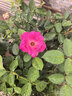 逸洁马桶刷子厕所刷子无死角马桶刷挂壁式洁厕刷壁挂马桶刷子不伤釉面 360°无死角清洁-长柄1支-送挂钩 实拍图