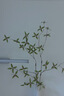 京东鲜花仿真绿植石榴枝2支乔迁客厅装饰插花仿生植物花艺高级感摆件 实拍图