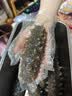 官参堂 大连底播淡干海参干货9年辽刺参海鲜水产礼盒 简装 精选 500g*1盒 40-60只 实拍图