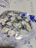 雪原奶片原味牛初乳奶贝内蒙古特产独立包装儿童节宝宝零食大礼包516g 实拍图