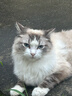 ubras无尺码云感托吊带背心文胸衣女无钢圈文胸 实拍图