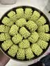 小林制药（KOBAYASHI）进口退热贴退烧贴冰宝贴发烧发热降温流感防护儿童蓝16片*2盒 实拍图