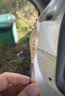 船长漂船长浮漂芦魂K10芦苇漂高灵敏荧光醒目鱼漂抗走水黑坑行程鲤鱼漂 实拍图